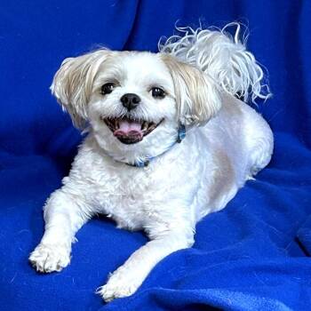 Shih Tzu Dogs Available for Adoption - Gizmo | PetCurious
