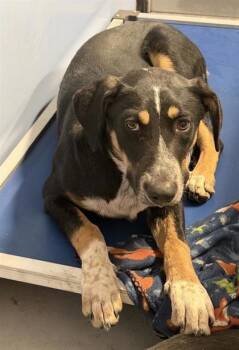 German Shepherd Dog and Mixed Breed Dogs Available for Adoption in El Paso, Texas - 60860817 | PetCurious