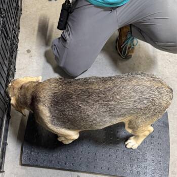 Palita -  Mixed Breed Dog for Adoption in Las Cruces, New Mexico - Palita | PetCurious