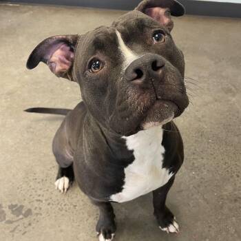 Rescue Mixed Breed Dogs for Adoption in Mishawaka, Indiana - Mercedes | PetCurious