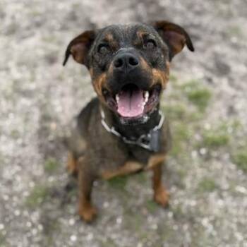 HEMLOCK -  Rottweiler Dog for Adoption in Fernandina Beach, Florida - HEMLOCK | PetCurious