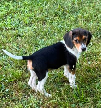 Millie -  Beagle Dog for Adoption in Chelsea, Vermont - Millie | PetCurious