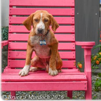 Beagle Dogs Available for Adoption in Wake Forest, North Carolina - Chapati | PetCurious
