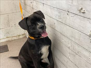 Rescue American Bulldog Dogs for Adoption in San Bernardino, California - RICARDO | PetCurious