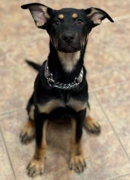 Shepherd Dogs Available for Adoption - Karlen | PetCurious
