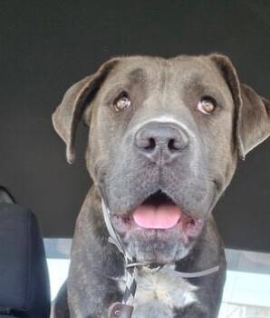 Delta -  Pit Bull Terrier Dog for Adoption in Manhattan Beach, California - Delta | PetCurious