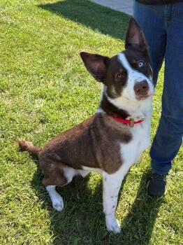 Ridge -  Australian Shepherd Dog for Adoption in Winchester, Virginia - Ridge | PetCurious