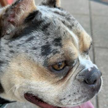Bubbles -  English Bulldog and Mixed Breed Dog for Adoption in San Francisco, California - Bubbles | PetCurious