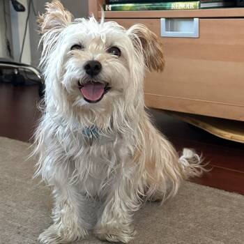 Rescue Mixed Breed Dogs for Adoption in Skokie, Illinois - Jammie | PetCurious