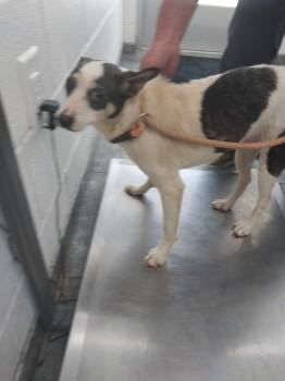 Mixed Breed Dogs Available for Adoption - Sheila | PetCurious