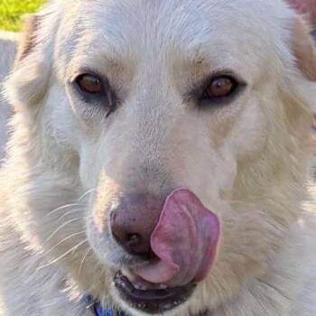 Labrador Retriever and Mixed Breed Dogs Available for Adoption - Cooper | PetCurious