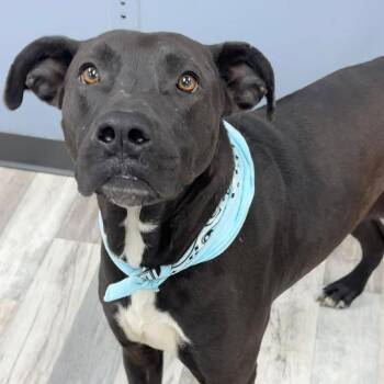 Great Dane Dogs Available for Adoption in Lufkin, Texas - Luke | PetCurious