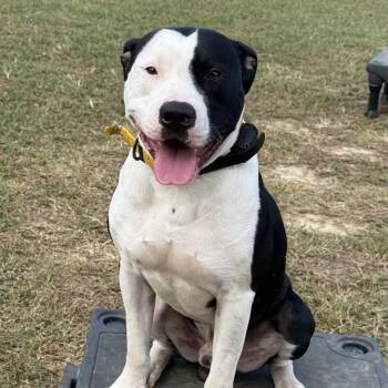 Pit Bull Terrier Dogs Available for Adoption in Columbia, South Carolina - Rocky | PetCurious