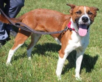 Cattle Dog and Australian Kelpie Dogs Available for Adoption in Taylorsville, North Carolina - Milo | PetCurious
