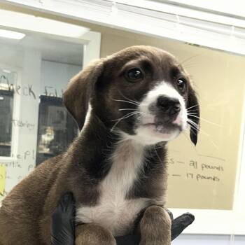 Shepherd Dogs Available for Adoption in Maynardville, Tennessee - Julie | PetCurious