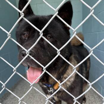 Ironhide -  Akita and Mixed Breed Dog for Adoption in Hattiesburg, Mississippi - Ironhide | PetCurious