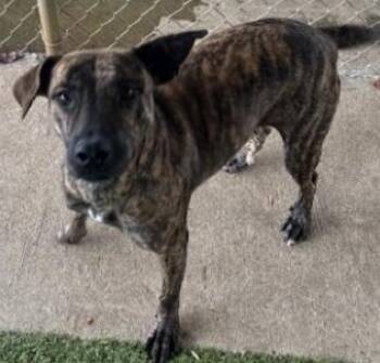 Rescue Mixed Breed Dogs for Adoption in Kansas City, Missouri - Buttercup | PetCurious