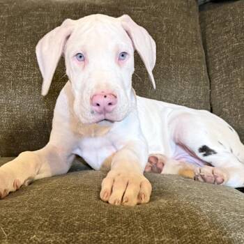 Great Dane Dogs Available for Adoption in Chester Springs, Pennsylvania - Dumpling | PetCurious