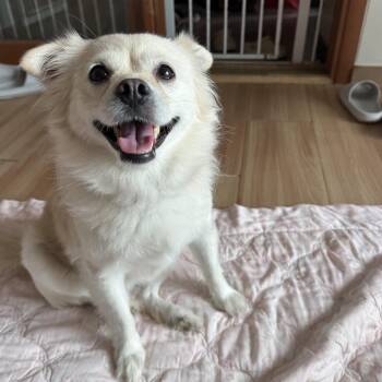 Sooni -  Spitz Dog for Adoption in Danvers, Massachusetts - Sooni | PetCurious