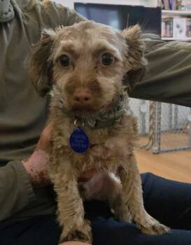 26Brownie -  Shih Tzu and Yorkshire Terrier Dog for Adoption in Shingle Springs, California - 26Brownie | PetCurious
