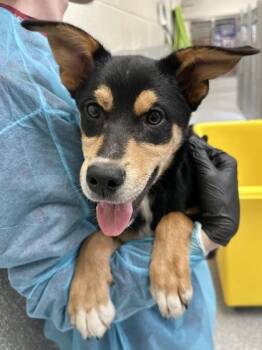 Chip -  Mixed Breed Dog for Adoption in Wichita, Kansas - Chip | PetCurious