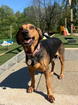 Beagle and Dachshund Dogs Available for Adoption in Rockville, Maryland - Sage Denise  | PetCurious