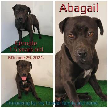 Abagail -  Mixed Breed Dog for Adoption in Boaz, Alabama - Abagail | PetCurious