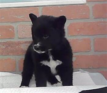 A2094054 -  Husky and Mixed Breed Dog for Adoption in Houston, Texas - A2094054 | PetCurious