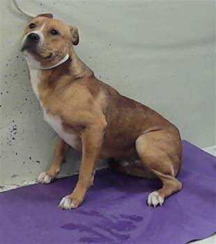 Staffordshire Bull Terrier and Mixed Breed Dogs Available for Adoption in Houston, Texas - MICHAEL | PetCurious