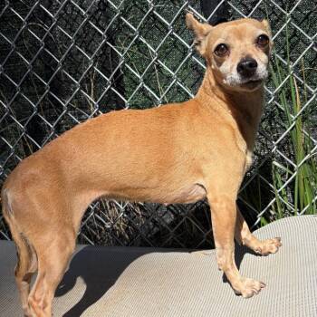 Ellen -  Chihuahua Dog for Adoption in Calverton, New York - Ellen | PetCurious