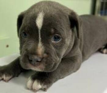 Bark -  Mixed Breed Dog for Adoption in Savannah, Georgia - Bark | PetCurious