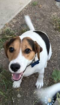 Douglas -  Beagle and Jack Russell Terrier Dog for Adoption in Elk Grove, California - Douglas | PetCurious