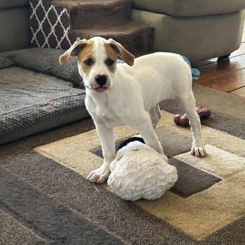 Mochi -  Labrador Retriever and Australian Shepherd Dog for Adoption in Chatham, New Jersey - Mochi | PetCurious