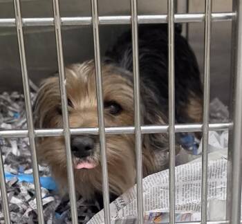 JORGE -  Yorkshire Terrier and Mixed Breed Dog for Adoption in Anchorage, Alaska - JORGE | PetCurious