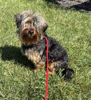 MOJO JOJO -  Yorkshire Terrier Dog for Adoption in Dayton, Ohio - MOJO JOJO | PetCurious