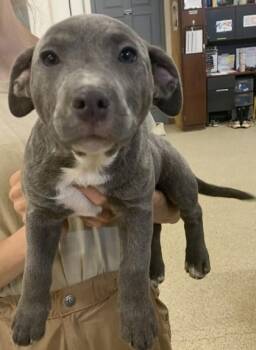 Hansel -  Pit Bull Terrier and Mixed Breed Dog for Adoption in Conway, Arkansas - Hansel | PetCurious