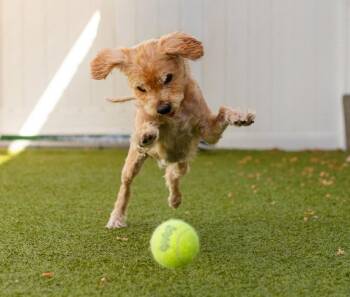 Casey -  Glen Of Imaal Terrier and Terrier Dog for Adoption in Bloomfield, Connecticut - Casey | PetCurious