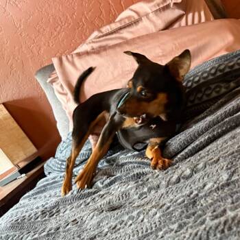 Izzy/Iggy -  Chihuahua Dog for Adoption in Tuba City, Arizona - Izzy/Iggy | PetCurious