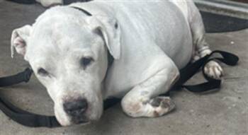 Rescue Mixed Breed Dogs for Adoption in Palmetto, Florida - R. C. | PetCurious