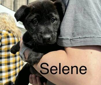 Shepherd Dogs Available for Adoption in Winnipeg, Manitoba - Selene | PetCurious