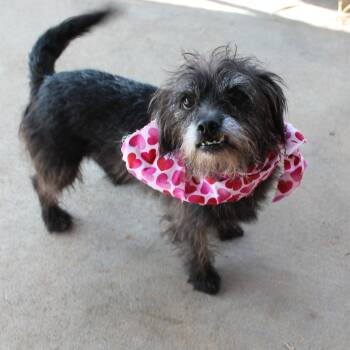 Blackie -  Cairn Terrier and Wirehaired Terrier Dog for Adoption in Hempstead, Texas - Blackie | PetCurious