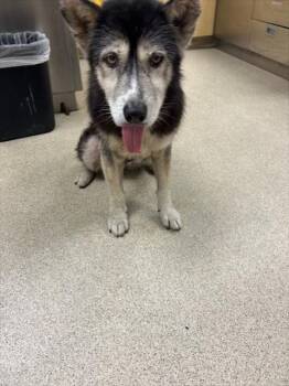 Rescue Siberian Husky and Mixed Breed Dogs for Adoption in Riverside, California - GYPSY | PetCurious