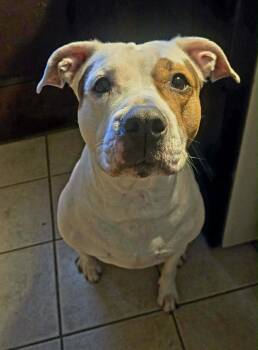 Kash: Adopt or Forever Foster -  Pit Bull Terrier Dog for Adoption in Rochester, New York - Kash: Adopt Or Forever Foster | PetCurious