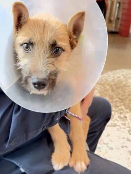 Schnauzer and Mixed Breed Dogs Available for Adoption - CHASE | PetCurious