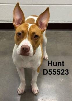 Hunt -  Pit Bull Terrier Dog for Adoption in Clarksville, Tennessee - Hunt | PetCurious