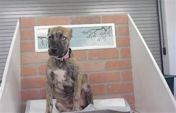 STORMY -  Staffordshire Bull Terrier and Mixed Breed Dog for Adoption in Houston, Texas - STORMY | PetCurious