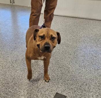 Mixed Breed Dogs Available for Adoption - A134431 | PetCurious