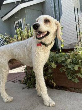 Dashie -  Standard Poodle Dog for Adoption in San Diego, California - Dashie | PetCurious