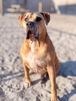 Rescue Mastiff Dogs for Adoption in Muskegon, Michigan - Opie | PetCurious