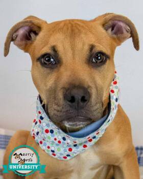 Boxer and Labrador Retriever Dogs Available for Adoption in Kennesaw, Georgia - Murphy | PetCurious
